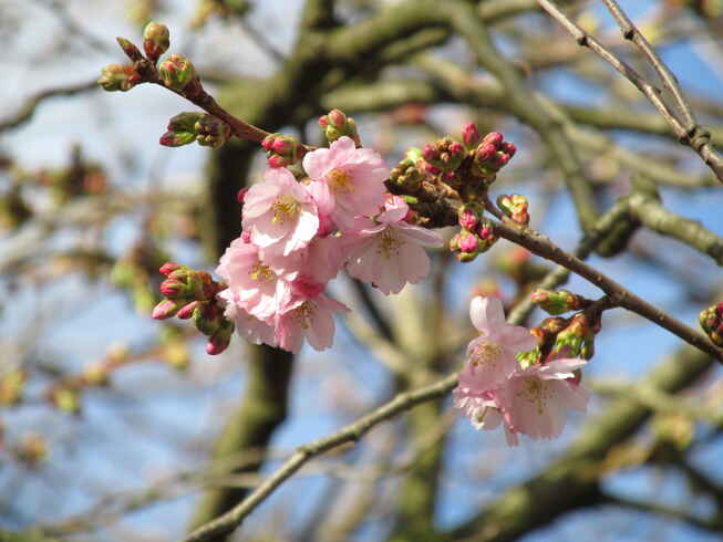 Kirschblüten in den Großen Wallanlagen
